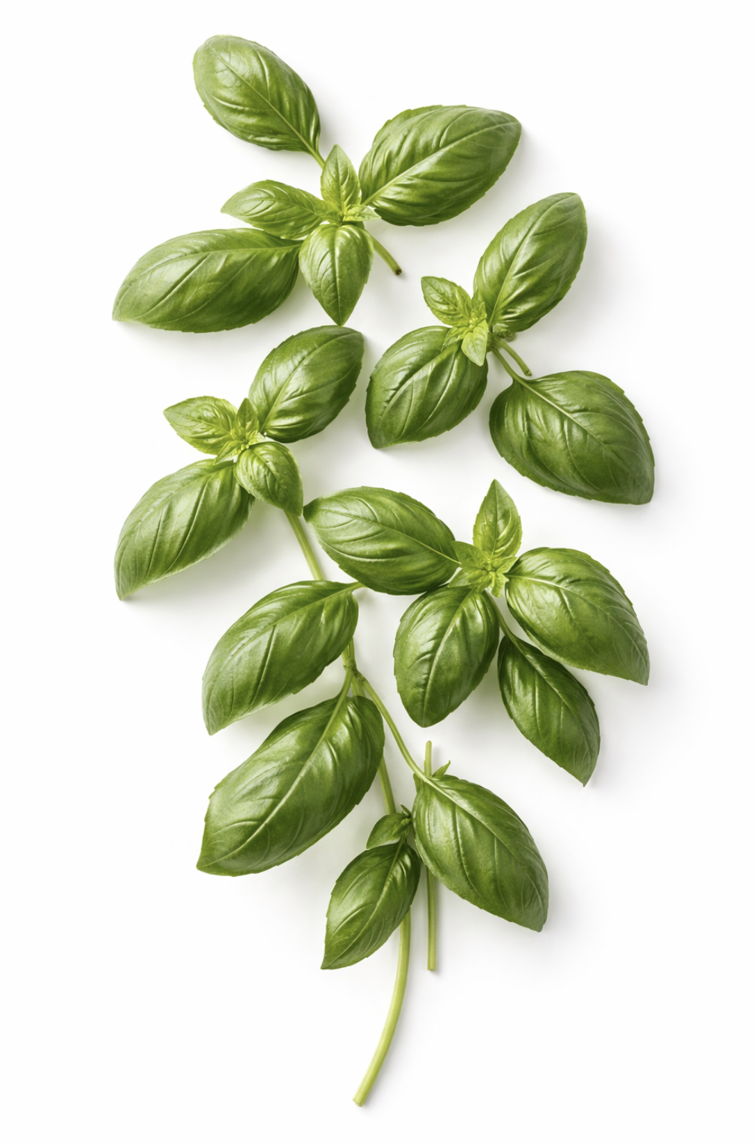 Fresh basil